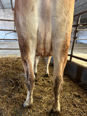 691623 921 Mirabela 7